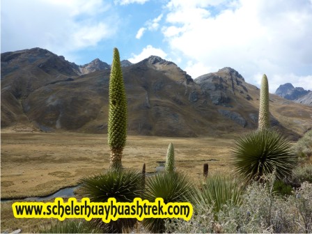 Nevado Pastoruri Cordillera Blanca